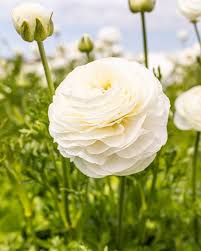 Image result for Ranunculus volkensii