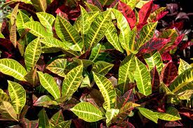 1 life story of getting acquainted with vegetable life, or 12 secrets of professional stuff's growing conditions & care. Croton Plant Varieties 25 Types Of Crotons Garden Gear Shop