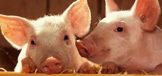 Download royalty free sound effects for your next project from envato elements. Pig Sound Free Sound Effects Animal Sounds Sfx