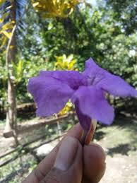 Maybe you would like to learn more about one of these? Bunga Warna Ungu Di Halaman Rumah Steemit