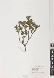 RHS Digital Collections