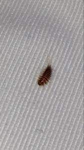 Milben im bett sind wahrscheinlich einer der meisten parasiten, die heute in den schlafzimmern zu finden sind. Was Ist Das Fur Eine Kreatur Siehe Bild Insekten Bett