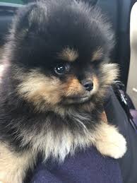 Black And Tan Puppies Black And Tan Puppy Puppieshacks Cute Pomeranian Pomeranian Puppy Cute Puppies