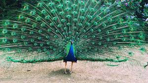 They are one of the largest flying birds. If A Peacock Loses His Tail Feathers Do They Grow Back Howstuffworks