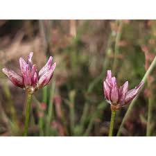 Image result for Laggera gracilis
