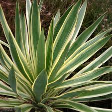 Image result for Yucca gloriosa