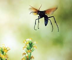 They get the velvet part of their name from the very fuzzy females, which are wingless and often brightly colored. The Tarantula Hawk Wasp New Mexico S State Insect Is A Formidable Foe
