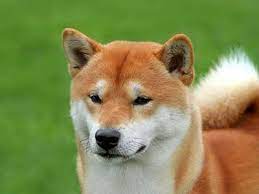 The Shiba Is Alert Confident Courageous And Bold Origin Japan Life Span 12 15 Years Hypoallergenic No Intellige Dog Breeds Medium Dog Breeds Shiba Inu