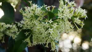 Purple flowers not only look royal, but they also add a touch of spirituality and creativity to the garden. 11 Fragrant Flowers That Bloom At Night