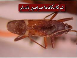 شركة مكافحة حشرات و رش مبيدات بالدمام أهم ما يميز شركة مكافحة الحشرات الدمام 1 لدينا عمالة ماهرة ومدربة ولديها خبرة فى مكافحة الحشرات Insect Control Insects