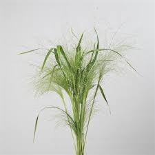Image result for Panicum infestum