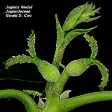 Image result for Juglandaceae