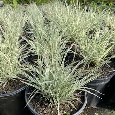 Image result for Stolzia compacta