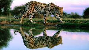 Cheetah Reflection In Water Wildlife Animal Desktop Wallpaper Hd For Mobile Phones And Laptops Animals Wildlife Animals Animal Wallpaper You can also upload and share your favorite funny laptop backgrounds. cheetah reflection in water wildlife