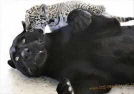 Muchas fotos de mis amigos y mi equipo Tiere Leoparden Baby Puma Die Besten 100 Bilder In Vielen Kategorien