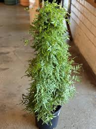 Image result for Lygodium microphyllum