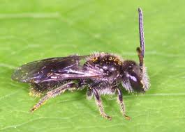 Image result for Aspidoglossum lanatum