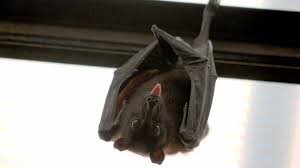 Bats if the noises in the attic don't sound like the typical scratching and gnawing, you might be dealing with a different animal altogether. How To Get Rid Of Bats Tips From Exterminators