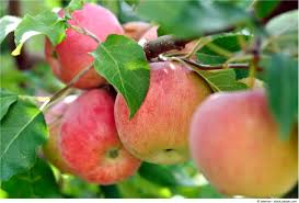 Die wir dann in kisten laden werden. Apfel Jetzt Ist Erntezeit