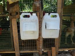 Reban ayam asub kohas limbang. Ayam Sabung Reban Ayam