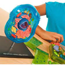 I t is wonderful got this purpose. Spielzeug Famemaster 4d Science Animal Cell Anatomy Model Triadecont Com Br