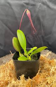 Image result for Bulbophyllum humblotii
