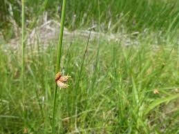 Image result for Schoenoplectus sp.no.3