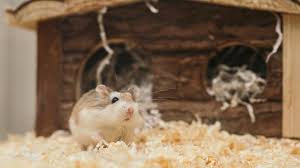 Tikus adalah binatang mamalia yang sering kita jumpai di sekitar kita. Jatim Catat Kasus Leptospirosis Capai 252 Pada 2020 Tertinggi Di Pacitan Surabaya Liputan6 Com