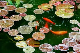 Untuk sebuah kolam kecil, ikan filter kolam bisa sangat sederhana. Cara Merawat Kolam Ikan Hias Yang Baik Dan Mudah Voire Project