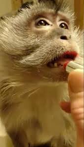 I read that the monkey really likes putting on lipstick. Bizarre Video Of Monkey Having Make Up Applied Gets 30m Online Views But Slammed Inappropriate By Critics Mirror Online