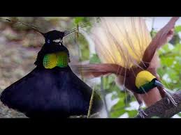 Bird Of Paradise Mating Dance 10 Bird Of Paradise Courtship Spectacle Planet Earth Bbc Earth Youtube