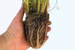 Das macht den bambus auch für kleinere gärten interessant. Chinaschilf Als Sichtschutz Im Kubel So Ziehen Sie Miscanthus Im Topf