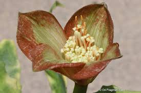 Image result for Scadoxus membranaceus