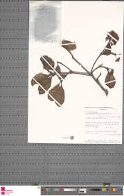 Image result for Ardisiandra sibthorpioides