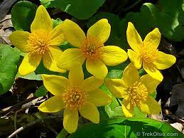 Check spelling or type a new query. April Wildflowers At Ohio State Nature Preserves Trekohio