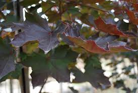 The lobed leaves are highly ornamental and turn an outstanding orange in the fall. Bareroot Inventory Arrowhead Ornamentals