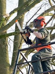 Search entry level human resources jobs. Essential Tree Trimming Tips Kinnucan Tree Experts