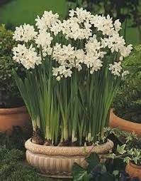 Paperwhite Narcissus Amaryllis December Flower Bulb Flowers Daffodils Paperwhites