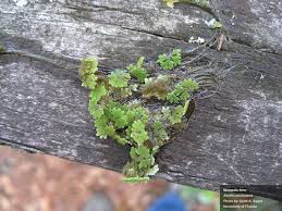 Image result for Azolla filiculoides