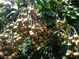 Check spelling or type a new query. Canadian Imports Of Longan From Vietnam Meet Cfia Requirements
