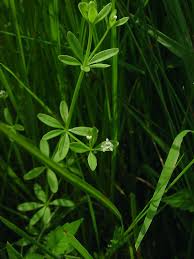 Image result for Galium