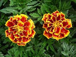 This domain is for sale. Marigold Tagetes Erecta