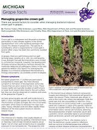 Michigan Grape Facts Managing Grapevine Crown Gall Grapes
