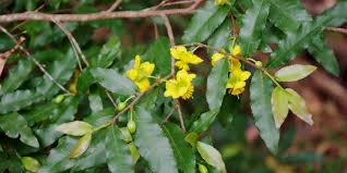 Image result for Ochna serrulata
