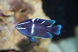 Black And White Striped Saltwater Aquarium Fish Picture Of My Neon Velvet Damsel Colorful Fish Sea And Ocean Aquarium Fish