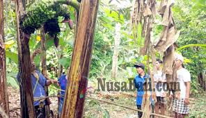 Gambar pohon pisang yang sudah diwarnai. Nusabali Com Heboh Pohon Pisang Bertandan Tujuh