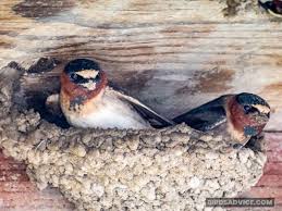 They build a flat nest, only about 1 to 3 inches high and some nests feature a mud dam, or lip, at the front of the nest. 10 Birds That Make Mud Nests With Pictures Birds Advice