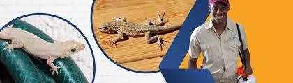 For provision of the lizard control services, we have a team of expert pest professionals which adopts various methods for getting rid of the lizards without causing any. Lizard Management Bitco Pest Control
