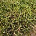 Image result for Sarcocornia perennis