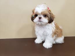He should be very smart and easy to train. How Much Does A Shih Tzu Cost At Petland